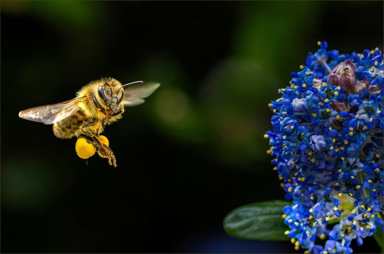 Nectar – Jennie O’Brien