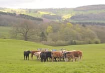 Wales Implements Bluetongue Zone