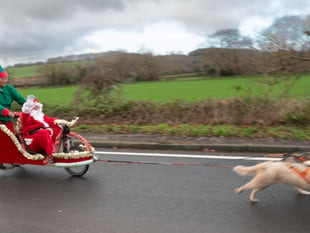 Santa's Husky Sleigh arrival set to delight at Christmas Fayre