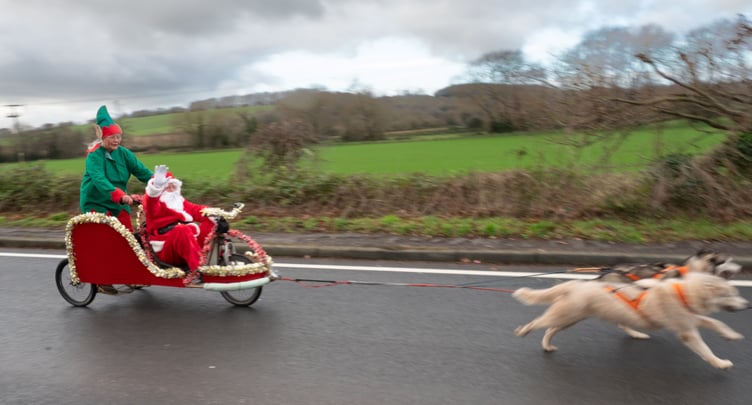 Santa and husky dogs