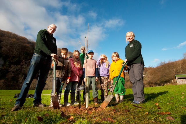 Sycamore Gap sapling planted at Biblins