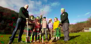 Sycamore Gap sapling planted at Biblins
