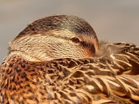 Ross Photo Club's 'Forms in Nature' competition winners announced