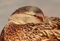 Ross Photo Club's 'Forms in Nature' competition winners announced