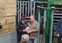 Flying trade at livestock Christmas auction with record-breaking prices