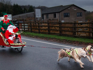 Festive fun weekend with huskies and tractors 