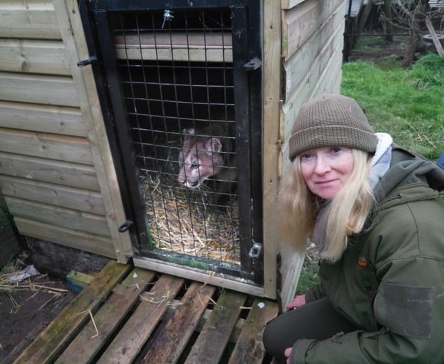 Wildside Exotic Rescue set to open to the public