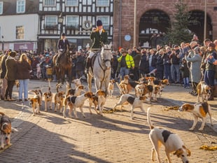 Ross Harriers' Boxing Day Drag Hunt draws thousands of supporters