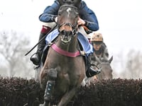 Djelo out of Festival as L'Homme Press bids for Classic Chase glory
