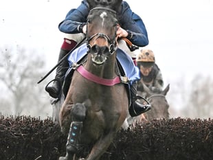 Djelo out of Festival as L'Homme Press bids for Classic Chase glory