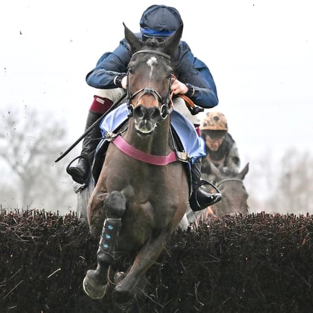 Two-time Peterborough Chase winner Djelo has been ruled out of the Cheltenham Festival