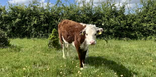 Lana is a jewel and an inspiration!