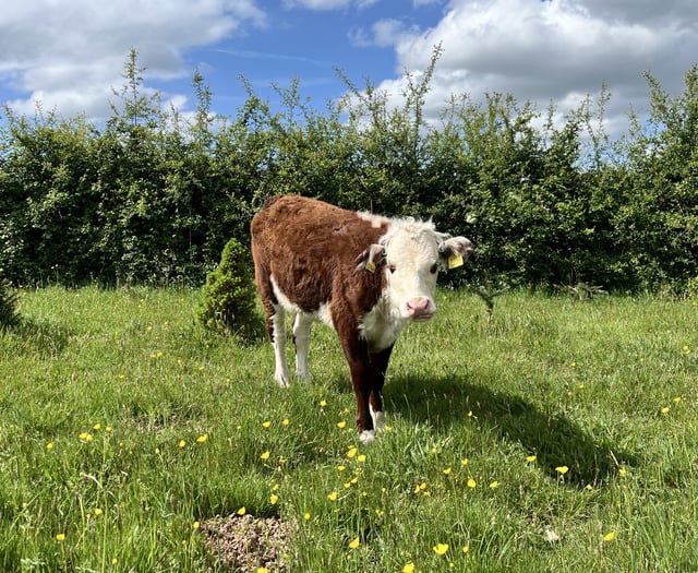 Lana is a jewel and an inspiration!