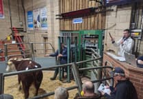 Ross Livestock Market sees record high cattle prices