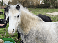 Storm damage hits Pen Y Bryn animal sanctuary