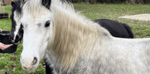 Storm damage hits Pen Y Bryn animal sanctuary