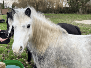 Storm damage hits Pen Y Bryn animal sanctuary