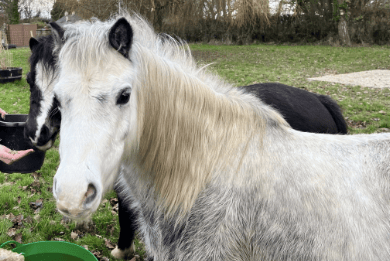 Bobs, one of two resident ponies at Pen Y Bryn Animal Sanctuary near Ross-on-Wye, who is at the centre of a fundraising appeal to replace a storm-damaged shelter.