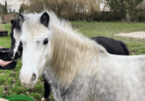 Help save Ponies' Shelter at Pen Y Bryn