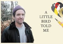 Meet Matt Sewell: The Banksy of the Bird World