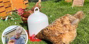 Rescued chickens bring joy to Pen Y Bryn Sanctuary