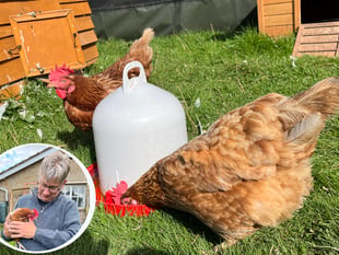 Rescued chickens bring joy to Pen Y Bryn Sanctuary