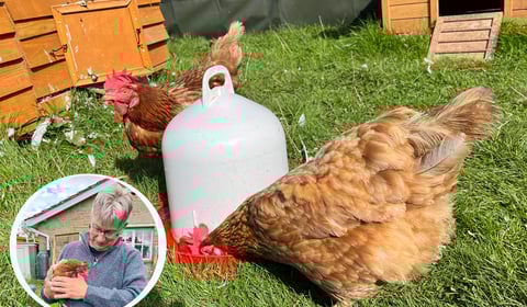 Rescued chickens bring joy to Pen Y Bryn Sanctuary