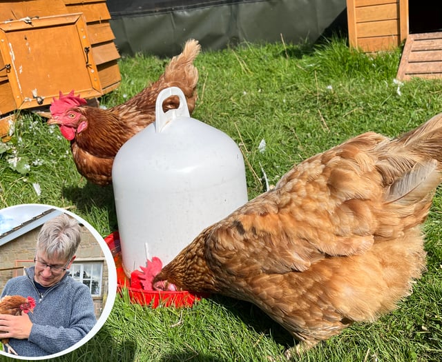 Rescued chickens bring joy to Pen Y Bryn Sanctuary
