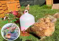 Rescued chickens bring joy to Pen Y Bryn Sanctuary
