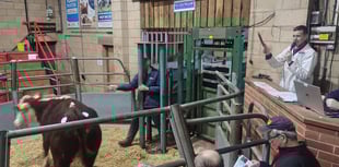 Livestock auction sees high demand for quality cattle and hoggs