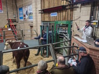 Livestock auction sees high demand for quality cattle and hoggs