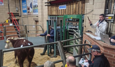 Livestock auction sees high demand for quality cattle and hoggs