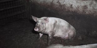 Undercover investigation reveals squalid conditions at farm