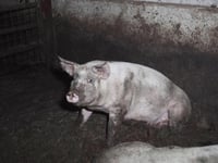 Undercover investigation reveals squalid conditions at farm