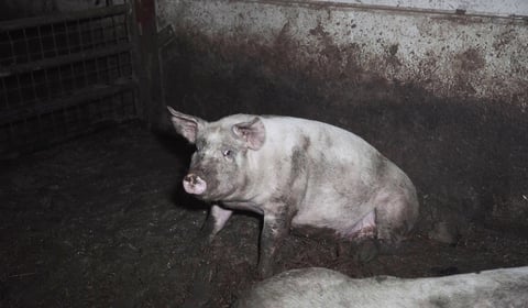 Undercover investigation reveals squalid conditions at farm