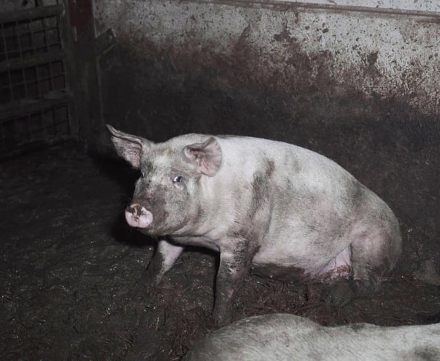 Undercover investigation reveals squalid conditions at farm
