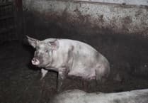 Undercover investigation reveals squalid conditions at RSPCA Assured farm