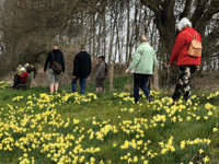 Daffodil Weekend returns to Dymock