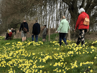 Daffodil Weekend returns to Dymock