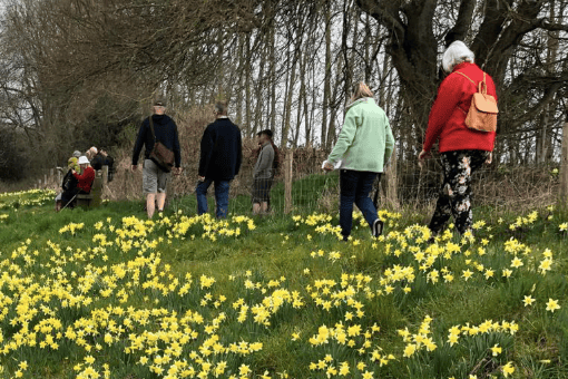 Visitors take part in a guided walk through the countryside around Dymock to see the area’s famous wild daffodils during the annual Daffodil Weekend.