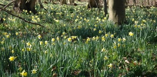 Dymock's annual Daffodil Weekend returns with guided walks