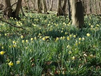Dymock's annual Daffodil Weekend returns with guided walks