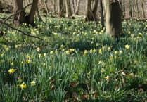 Dymock's annual Daffodil Weekend returns with guided walks