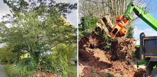 Outrage over historic yew tree removal