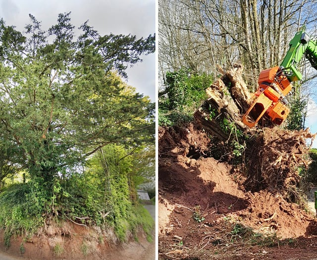 Outrage over historic yew tree removal