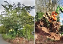Outrage over historic yew tree removal