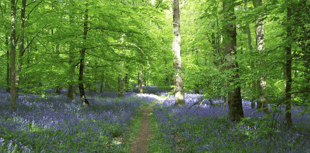 Commoners’ Association demands UNESCO bid pause