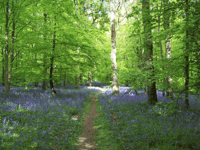 Commoners’ Association demands UNESCO bid pause
