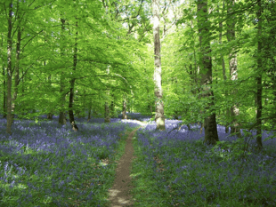 Commoners’ Association demands UNESCO bid pause