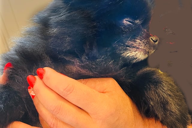 How a Pomeranian named Dotty inspired an animal sanctuary